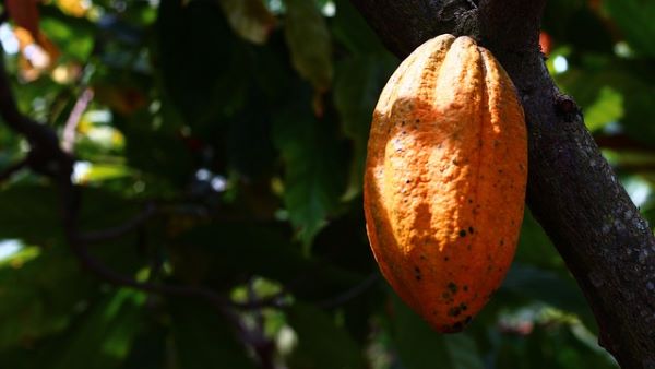 Evaluación ambiental social género agricultura Colombia LECRA CAF CIAT 2020 2021